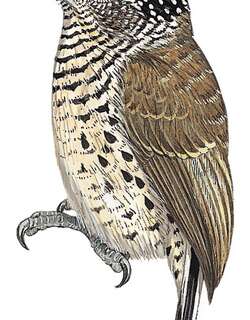 白腹姬啄木鸟 / White-bellied Piculet / Picumnus spilogaster