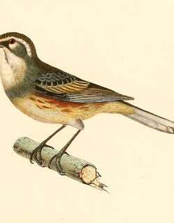 棕胁歌鹀 / Rufous-sided Warbling Finch / Poospizopsis hypocondria