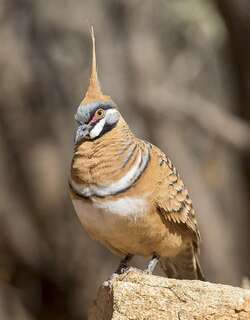 冠翎岩鸠 / Spinifex Pigeon / Geophaps plumifera