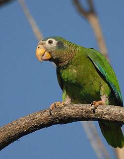 黄嘴鹦哥 / Yellow-billed Amazon / Amazona collaria