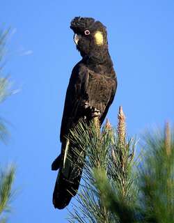 黑凤头鹦鹉 / Yellow-tailed Black Cockatoo / Zanda funerea