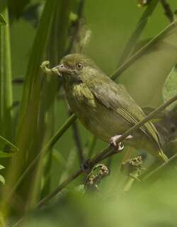 橄榄绿莺雀 / Olivaceous Greenlet / Hylophilus olivaceus