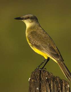 牛霸鹟 / Cattle Tyrant / Machetornis rixosa
