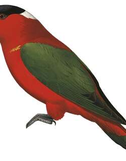 白枕鹦鹉 / White-naped Lory / Lorius albidinucha