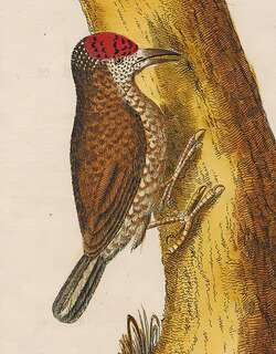 尖头姬啄木鸟 / Arrowhead Piculet / Picumnus minutissimus