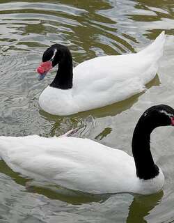 黑颈天鹅 / Black-necked Swan / Cygnus melancoryphus