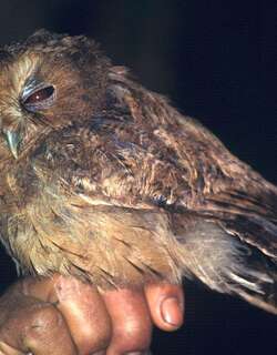 桂红角鹑 / Cinnamon Screech Owl / Megascops petersoni