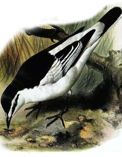 白腰鸣鹃鵙 / White-rumped Triller / Lalage leucopygialis