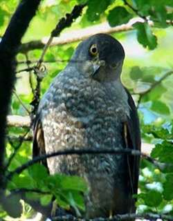 智利鹰 / Chilean Hawk / Accipiter chilensis