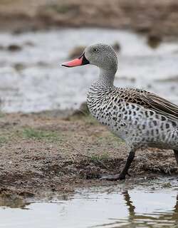 绿翅灰斑鸭 / Cape Teal / Anas capensis