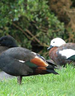 黑胸麻鸭 / Paradise Shelduck / Tadorna variegata