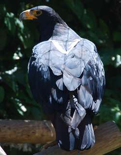 黑雕 / Verreaux’s Eagle / Aquila verreauxii
