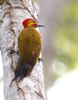 白喉琢木鸟 / White-throated Woodpecker / Piculus leucolaemus