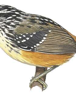 伊梅里歌蚁鸟 / Imeri Warbling Antbird / Hypocnemis flavescens