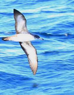 粉脚鹱 / Pink-footed Shearwater / Ardenna creatopus