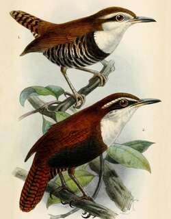 黑腹苇鹪鹩 / Black-bellied Wren / Pheugopedius fasciatoventris