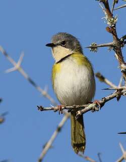 拉氏娇莺 / Rudd’s Apalis / Apalis ruddi