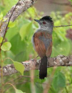 棕翅蚁鵙 / Rufous-winged Antshrike / Thamnophilus torquatus