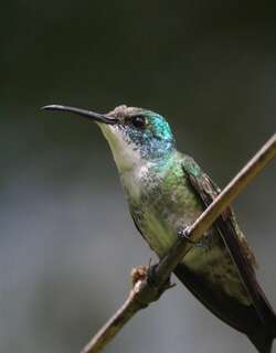 白胸蜂鸟 / White-chested Emerald / Chrysuronia brevirostris