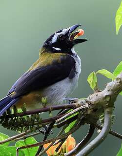 黑翅舞雀 / Black-winged Saltator / Saltator atripennis