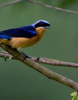 黄胸裸鼻雀 / Fawn-breasted Tanager / Pipraeidea melanonota