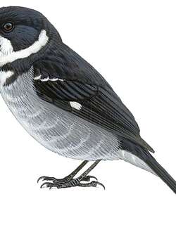 卡克食籽雀 / Caqueta Seedeater / Sporophila murallae