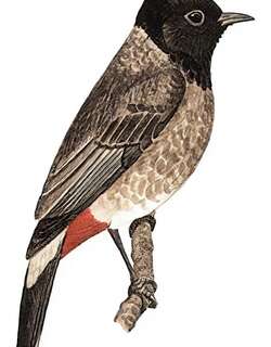 黑喉红臀鹎 / Red-vented Bulbul / Pycnonotus cafer