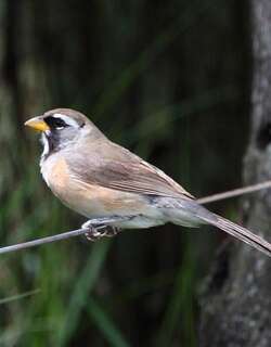 彩雀 / Many-colored Chaco Finch / Saltatricula multicolor
