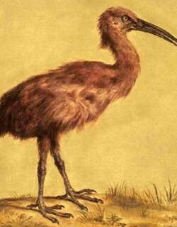 红秧鸡 / Red Rail / Aphanapteryx bonasia