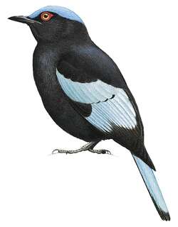 苏门答腊宽嘴鸫 / Sumatran Cochoa / Cochoa beccarii