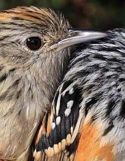 克氏蚁鸟 / Klages’s Antbird / Drymophila klagesi