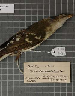 斑鹎 / Spotted Greenbul / Ixonotus guttatus