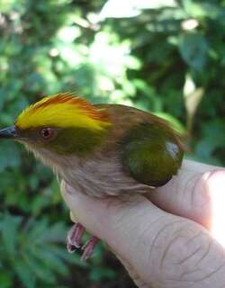 朱顶娇鹟 / Fiery-capped Manakin / Machaeropterus pyrocephalus