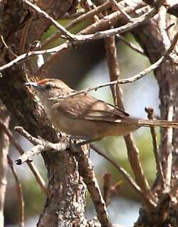 棕额棘雀 / Rufous-fronted Thornbird / Phacellodomus rufifrons