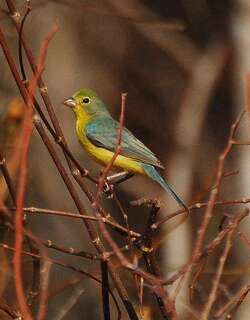 橙胸彩鹀 / Orange-breasted Bunting / Passerina leclancherii