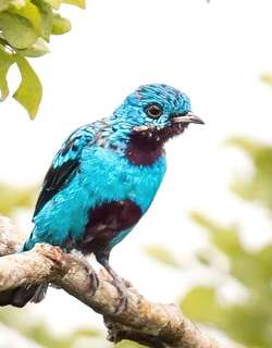 蓝伞鸟 / Blue Cotinga / Cotinga nattererii