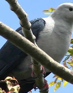 波利皇鸠 / Polynesian Imperial Pigeon / Ducula aurorae