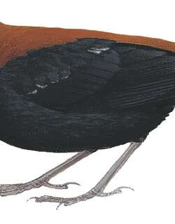 红黑地鸫 / Red-and-black Thrush / Geokichla mendeni