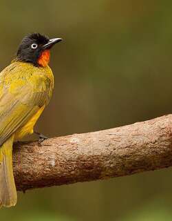 火焰喉鹎 / Flame-throated Bulbul / Rubigula gularis