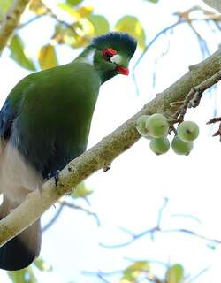 白颊蕉鹃 / White-cheeked Turaco / Tauraco leucotis