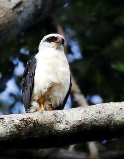 黑脸南美鵟 / Black-faced Hawk / Leucopternis melanops