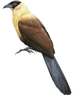 黑脸鸦鹃 / Black-faced Coucal / Centropus melanops
