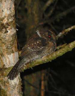 灰裸鼻鸱 / Mountain Owlet-nightjar / Aegotheles albertisi