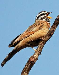 高氏朱胸岩鹀 / Gosling’s Bunting / Emberiza goslingi