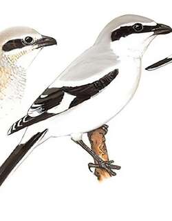 灰伯劳 / Northern Shrike / Lanius borealis