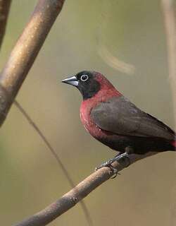 黑脸火雀 / Black-faced Firefinch / Lagonosticta larvata