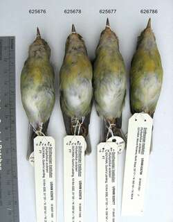 蓝顶绿莺雀 / Tepui Vireo / Vireo sclateri