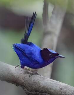 蓝细尾鹩莺 / Emperor Fairywren / Malurus cyanocephalus