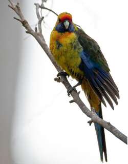 绿背玫瑰鹦鹉 / Green Rosella / Platycercus caledonicus