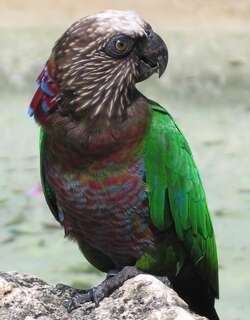 鹰头鹦哥 / Red-fan Parrot / Deroptyus accipitrinus